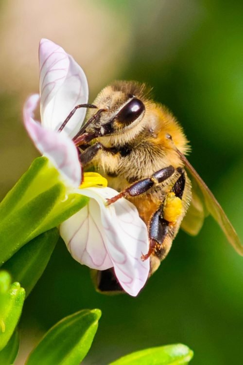 Close-up of a bee collecting pollen from a white flower with a vibrant green background.